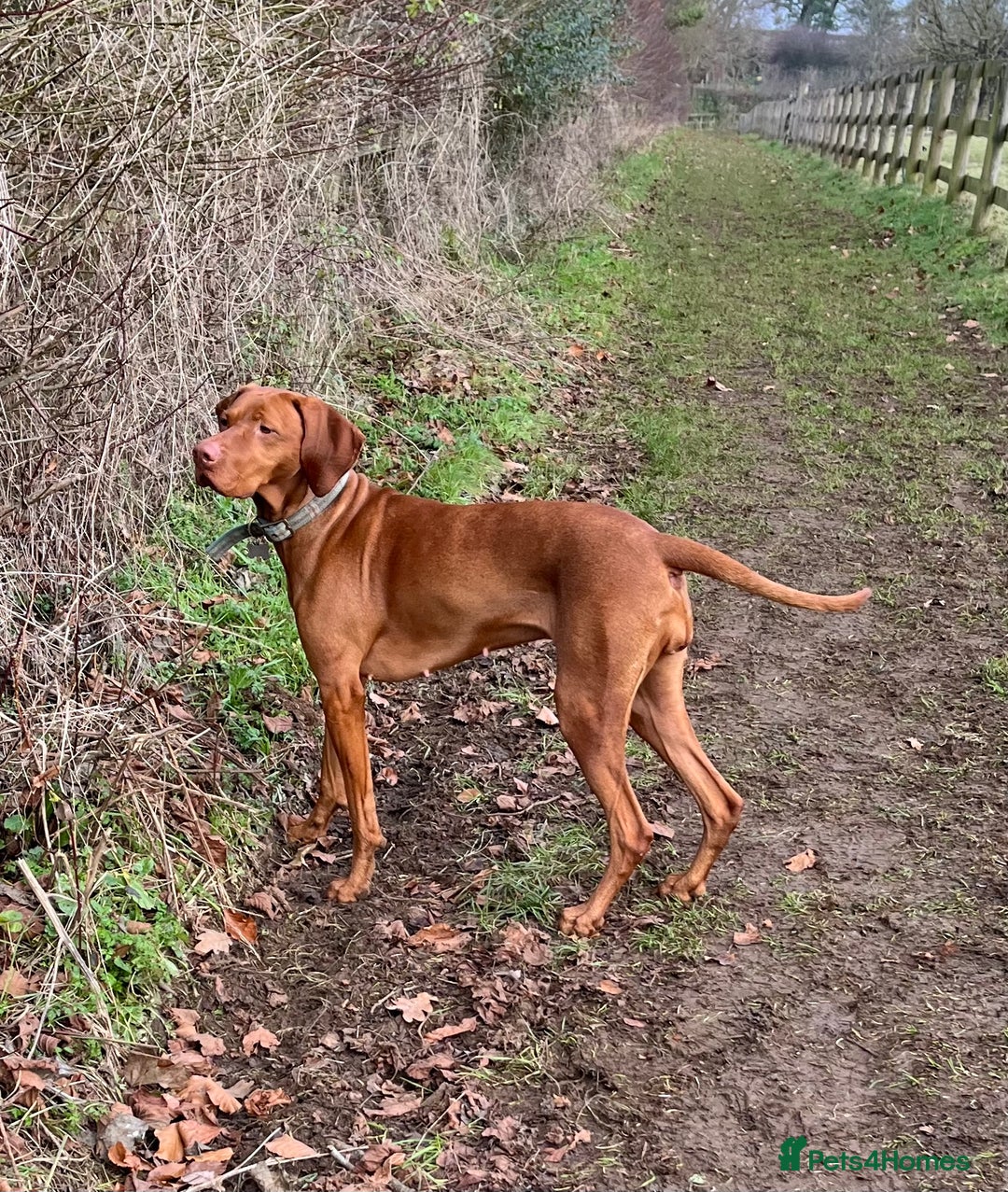 Hungarian Vizsla dogs for sale: KC registered Hungarian Vizsla puppies for end Aug - Image 9