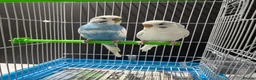Budgerigars birds for sale: Few pair of budgies with cage  - Advert 8