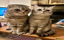 Scottish Fold cats for sale: Loving home wanted for 2 Scottish Fold boys - Image 1