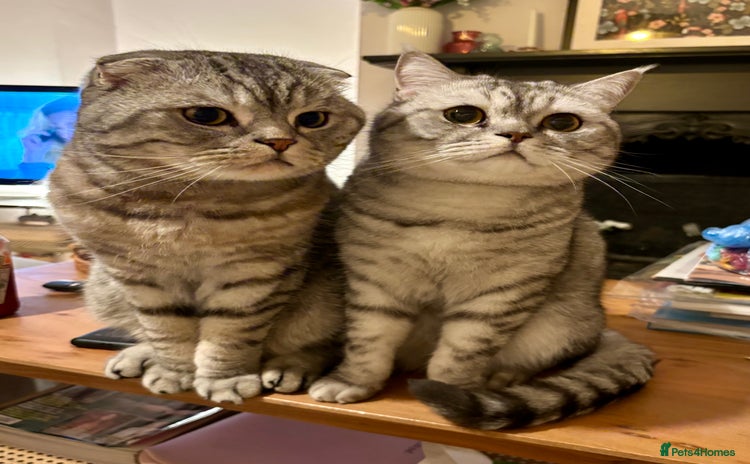 Scottish Fold cats - Advert 2