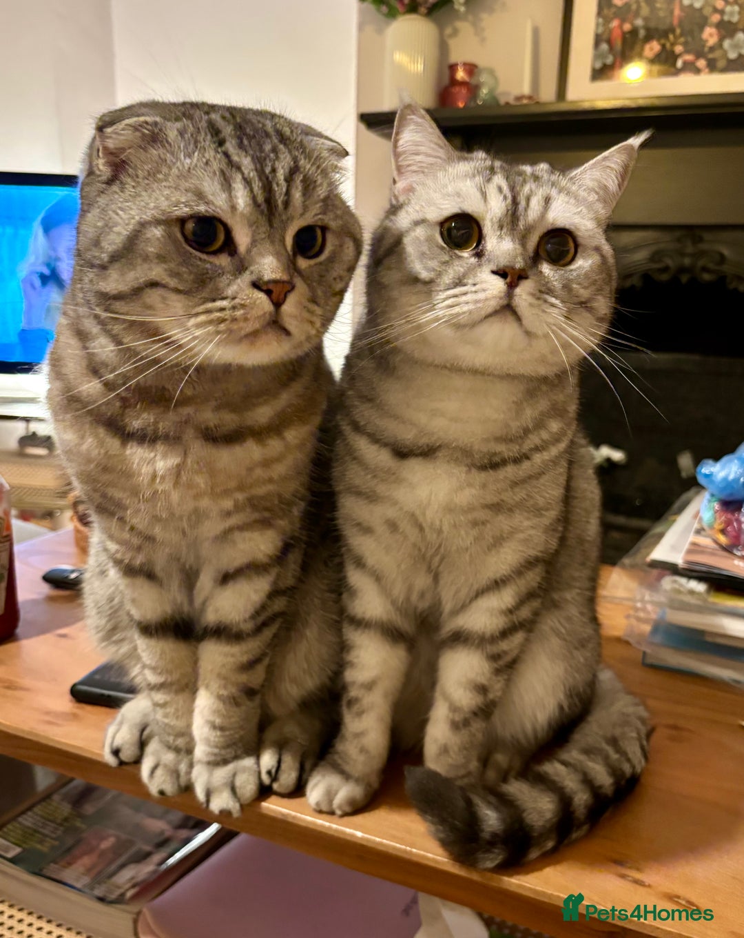 Scottish Fold cats for sale: Loving home wanted for 2 Scottish Fold boys - Image 1