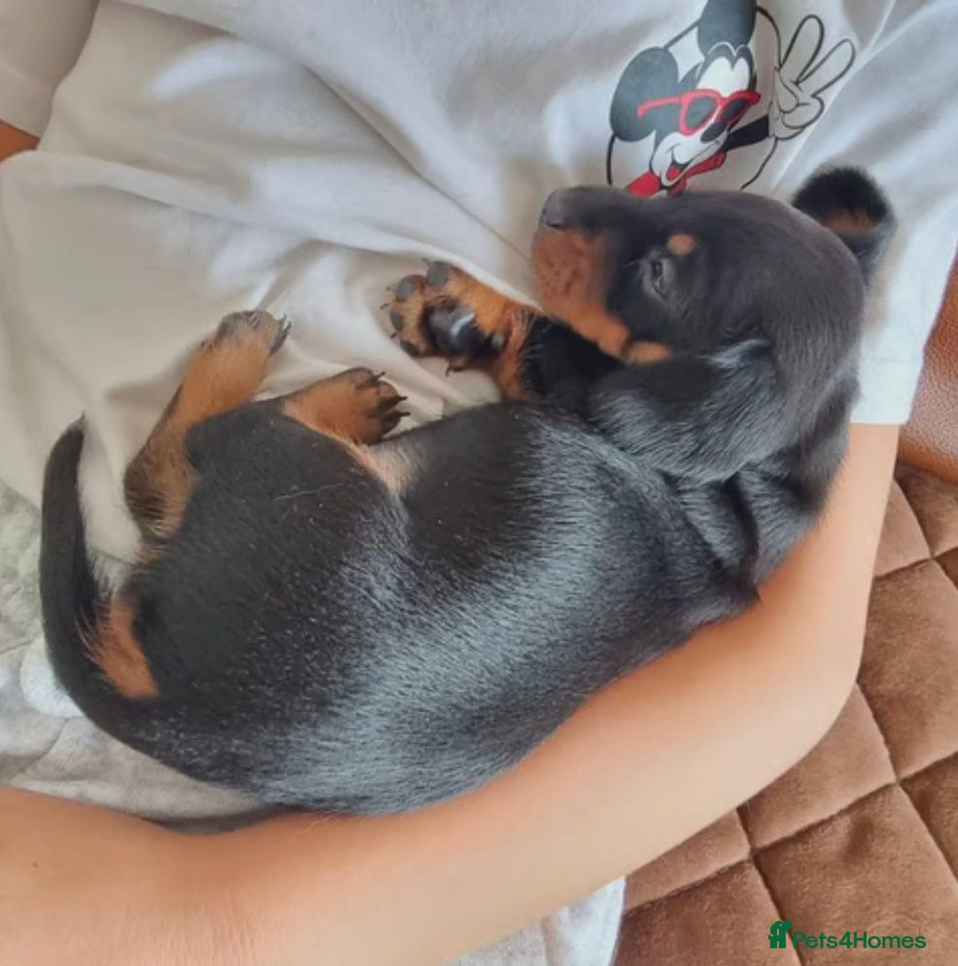 Miniature Dachshund dogs for sale: SWEET STUNNING MINIATURE DACHSHUND PUPPIES - Image 4