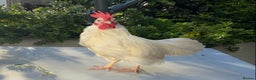 Chickens poultry for sale: Golden Bantam cockerels  - Advert 10