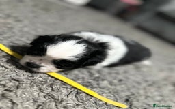 Mixed Breed dogs for sale: 6 beautiful Shih Tzu/Pomerianian puppies !  - Image 18