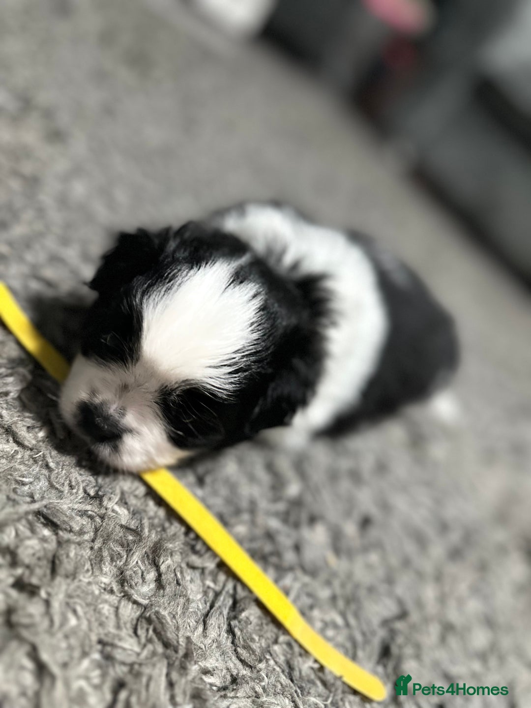 Mixed Breed dogs for sale: 6 beautiful Shih Tzu/Pomerianian puppies !  - Image 18