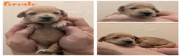 Maltipoo dogs for sale: F1 Apricot & Cream Maltipoo Puppies - Advert 10