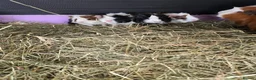 Guinea Pig rodents for sale: Abyssinian & Teddy Guinea Pigs - Advert 4
