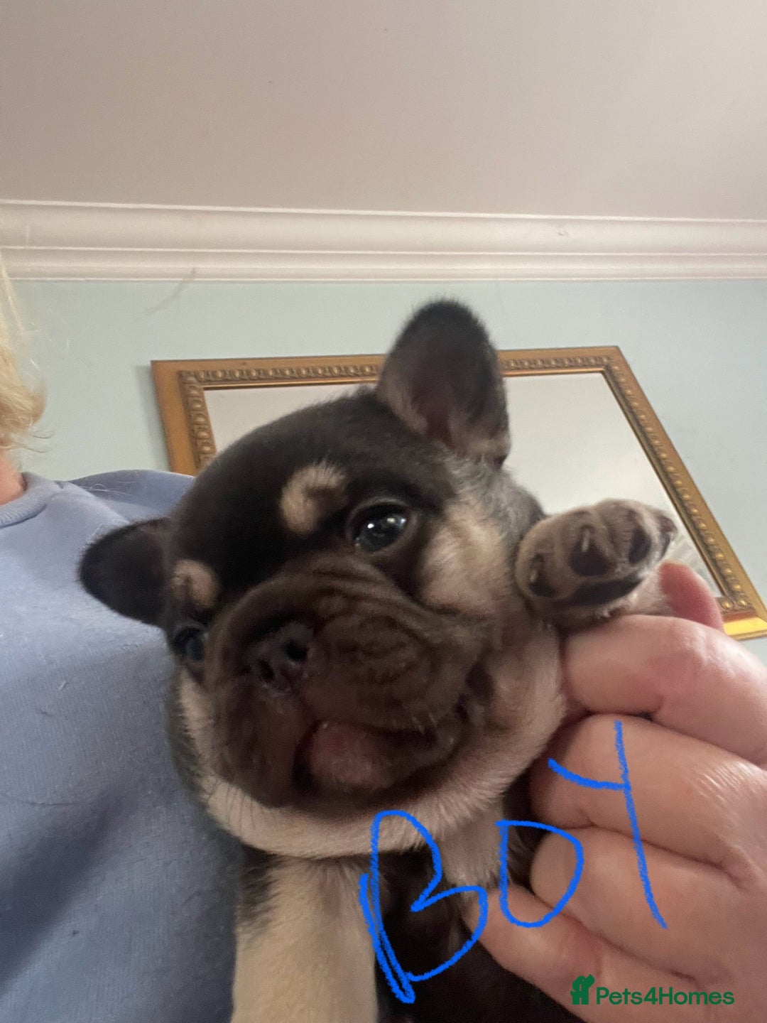 French Bulldog dogs for sale: French Bulldog puppies. 3 x boys 1 x girl - Image 18