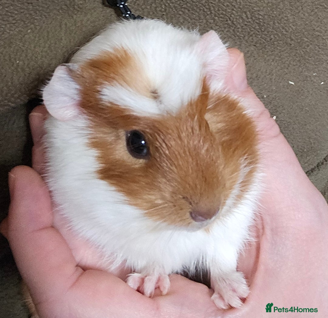 Guinea Pig rodents for sale: 7 Week Old Indoor Baby Guinea Pigs Male and Female - Image 7