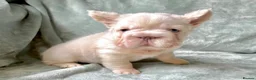 French Bulldog dogs for sale: French Bulldog Puppies  2 Boys & 1 Girl - Advert 3