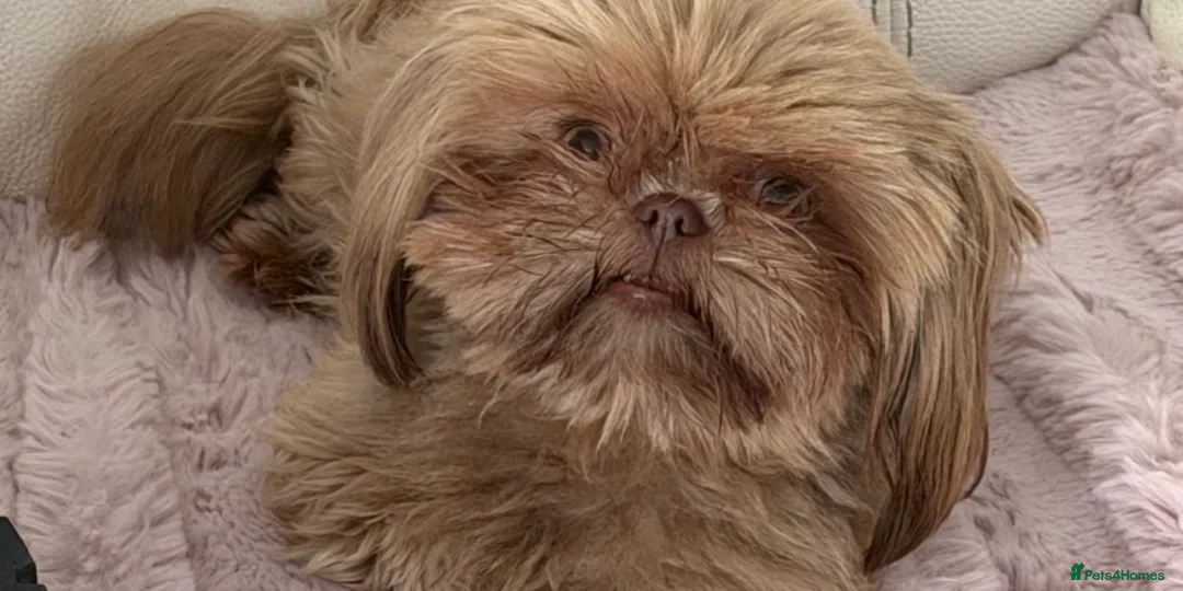 Shih Tzu dogs for sale: Imperial shin tzu - Advert 1