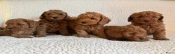 Cockapoo dogs for sale: F1b cockapoo puppies - DNA health test clear  - Advert 25