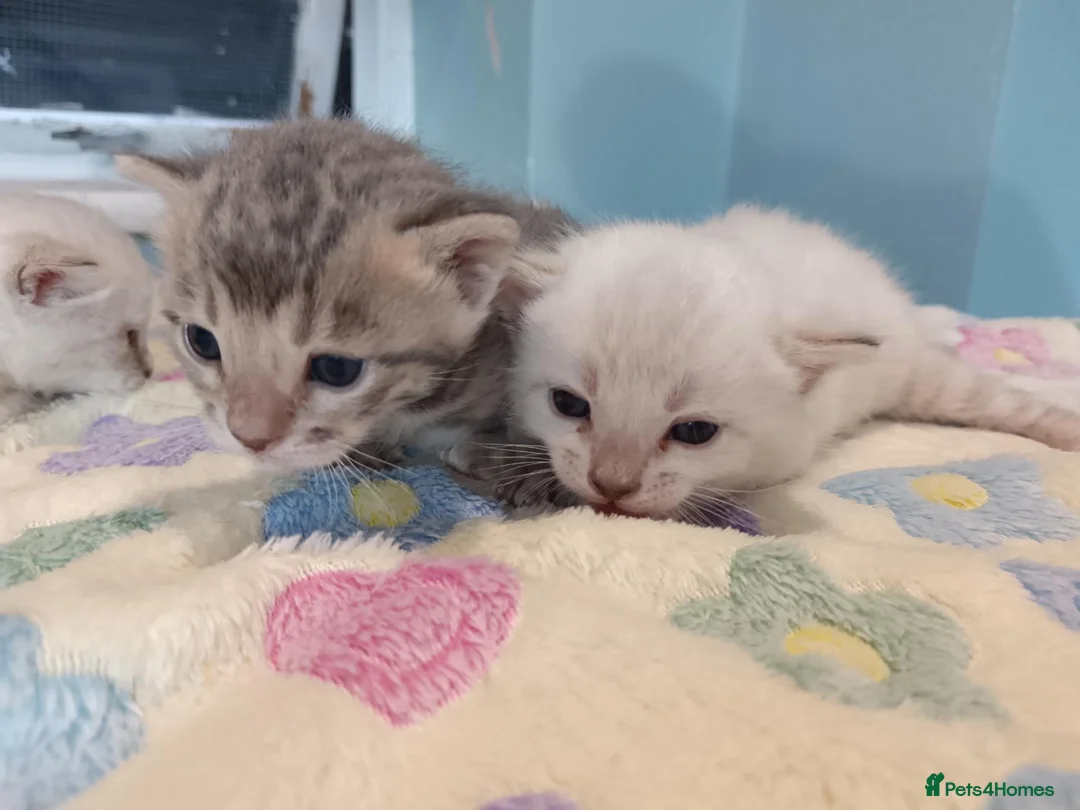 Bengal cats for sale: F6 TICA RG BENGALS  - Advert 1