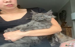 Maine Coon cats for sale: Ready now. Maine Coons big and chunky💖 - Image 34