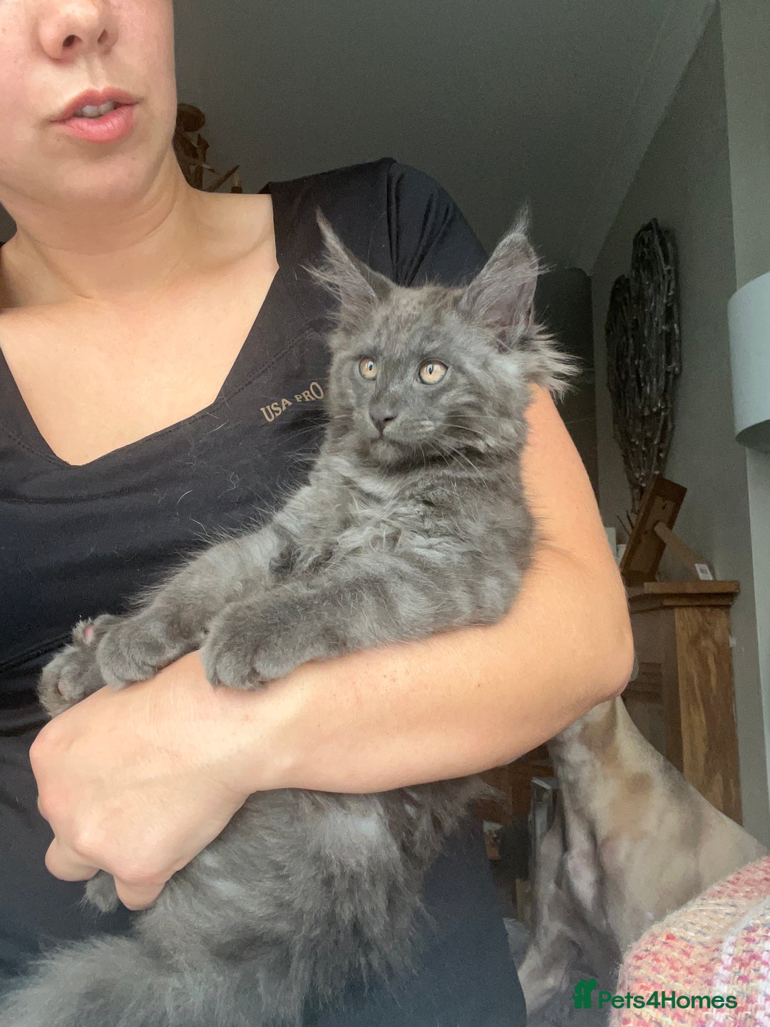 Maine Coon cats for sale: Ready now. Maine Coons big and chunky💖 - Image 34
