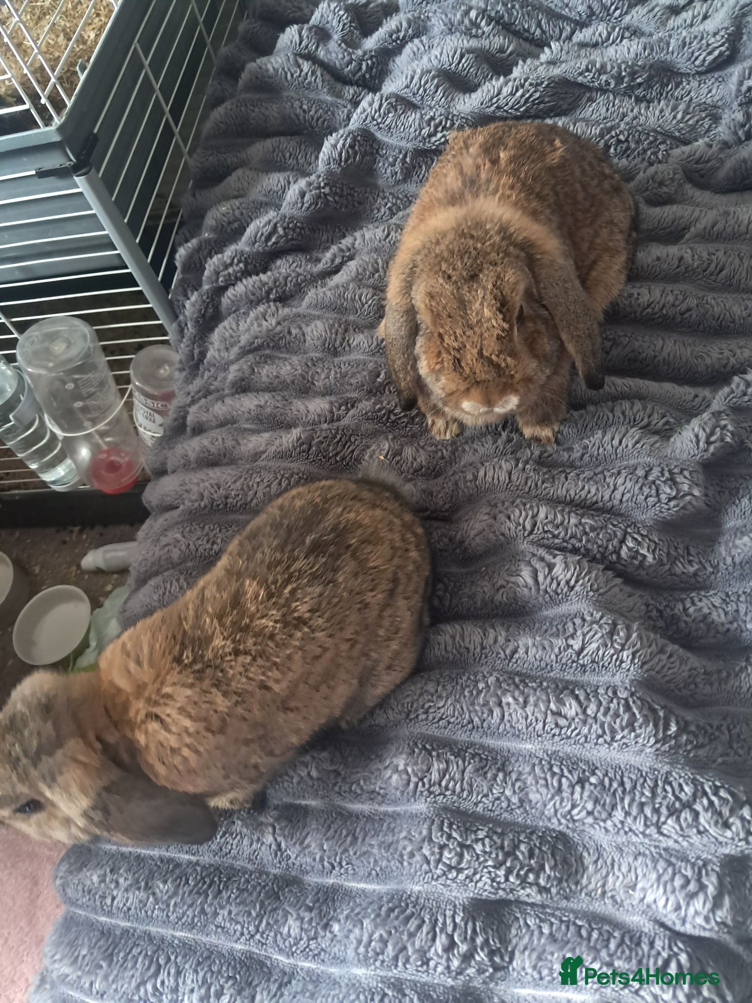 Mini Lop rabbits Bonded Pair of mini lops - Advert 2