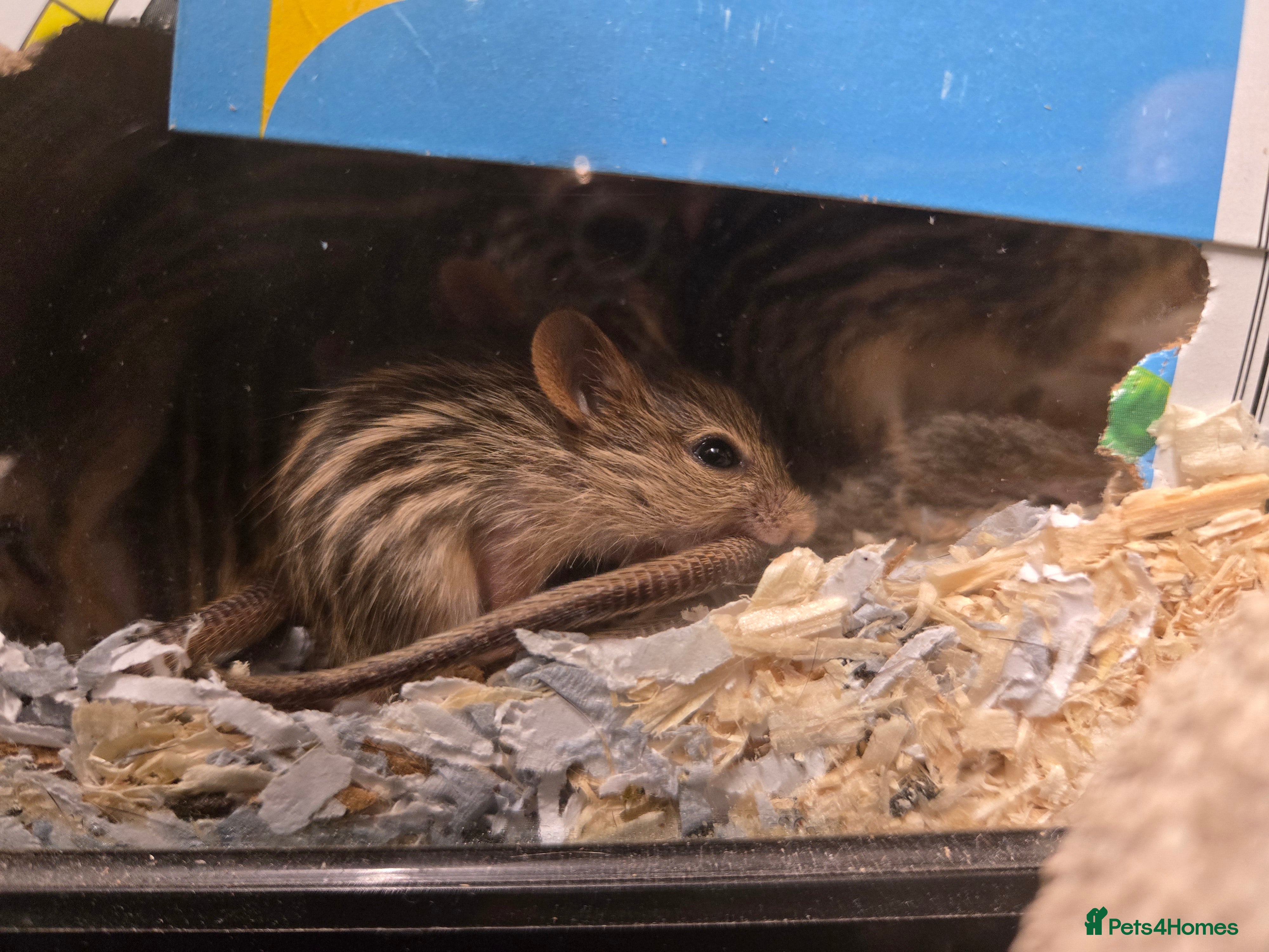 Mouse rodents Zebra Mice ready to go - Advert 1