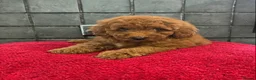 Miniature Poodle dogs for sale: Stunning Fox Red Minature Poodle Pups  - Advert 30