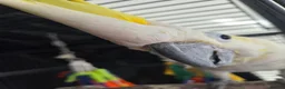 Cockatoo birds for sale: Max Sulphur Crested Cockatoo in Peterborough - Advert 1