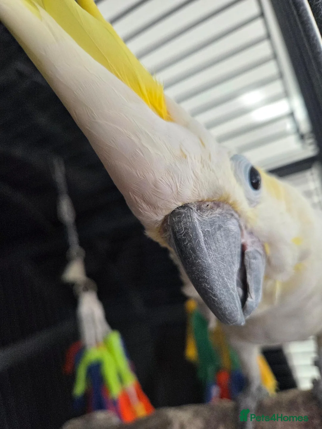 Cockatoo birds for sale: Max Sulphur Crested Cockatoo in Peterborough - Advert 1