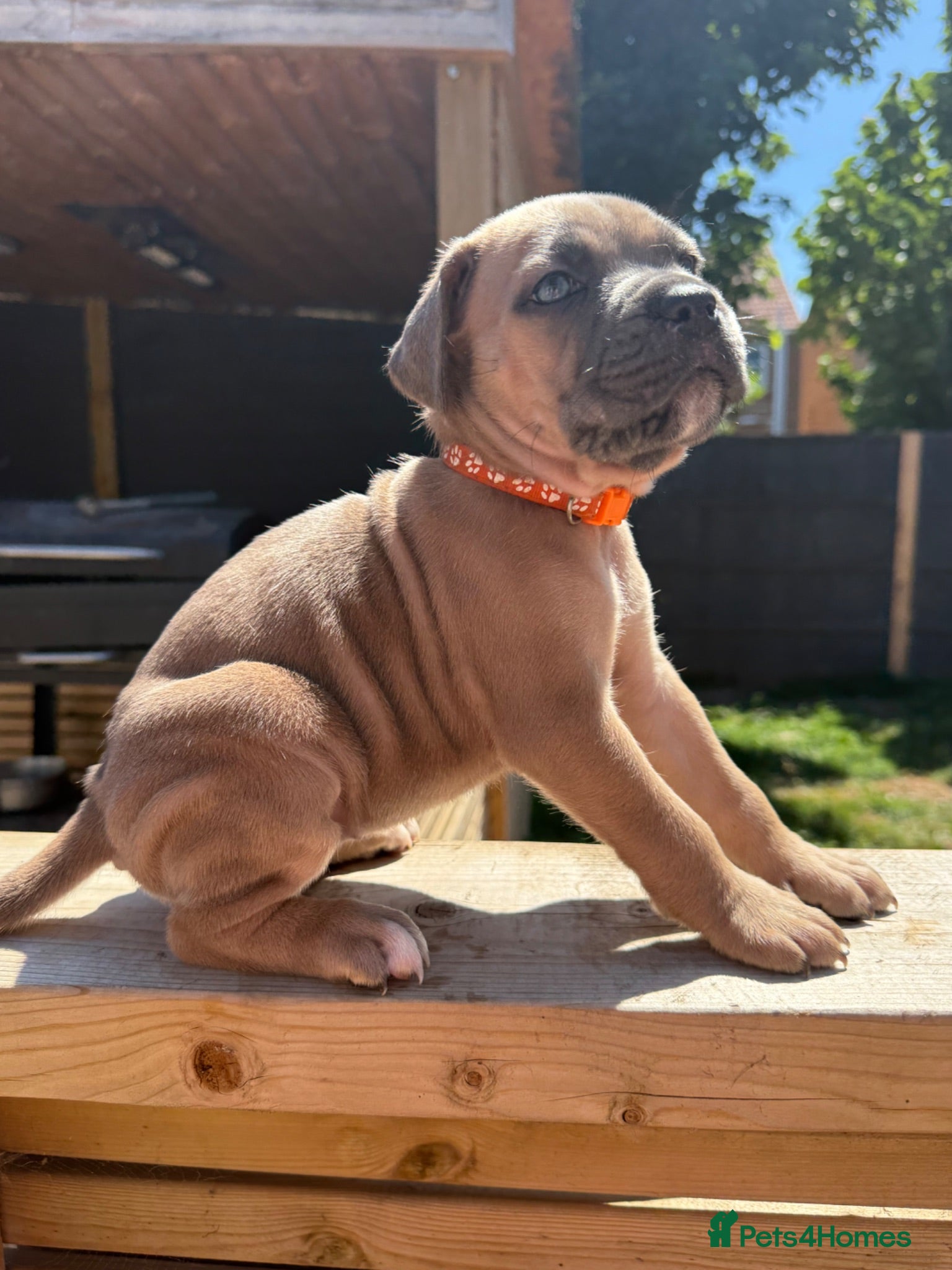 Cane Corso dogs Stunning cane corso 🐶 - Advert 1