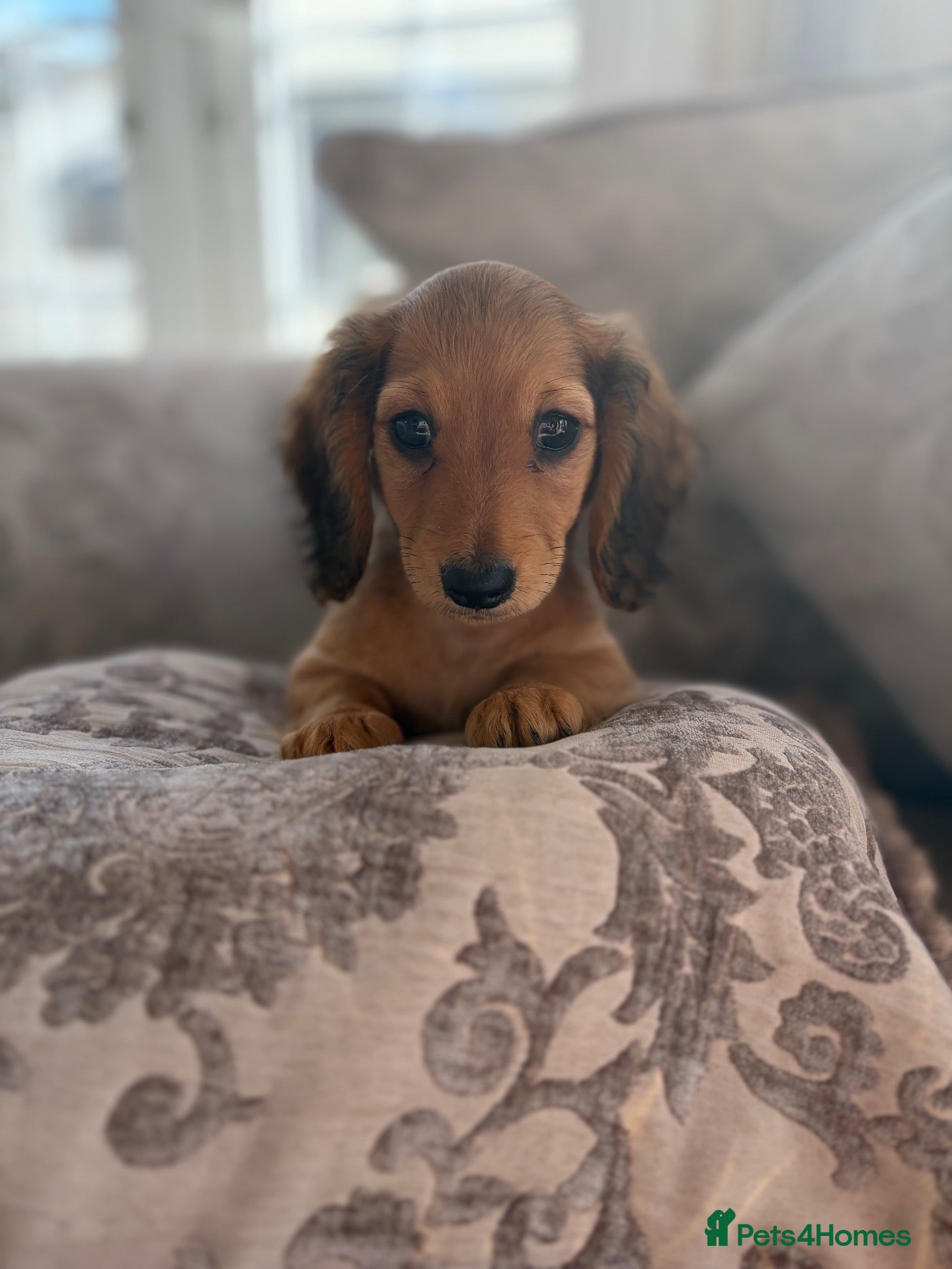 Miniature Dachshund dogs Champion bloodline miniature long haired dachshund - Advert 2