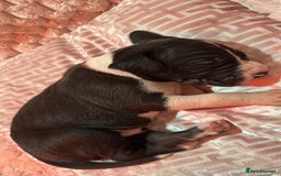Great Dane dogs for sale: Stunning Great Dane Mantle Puppies - Image 7
