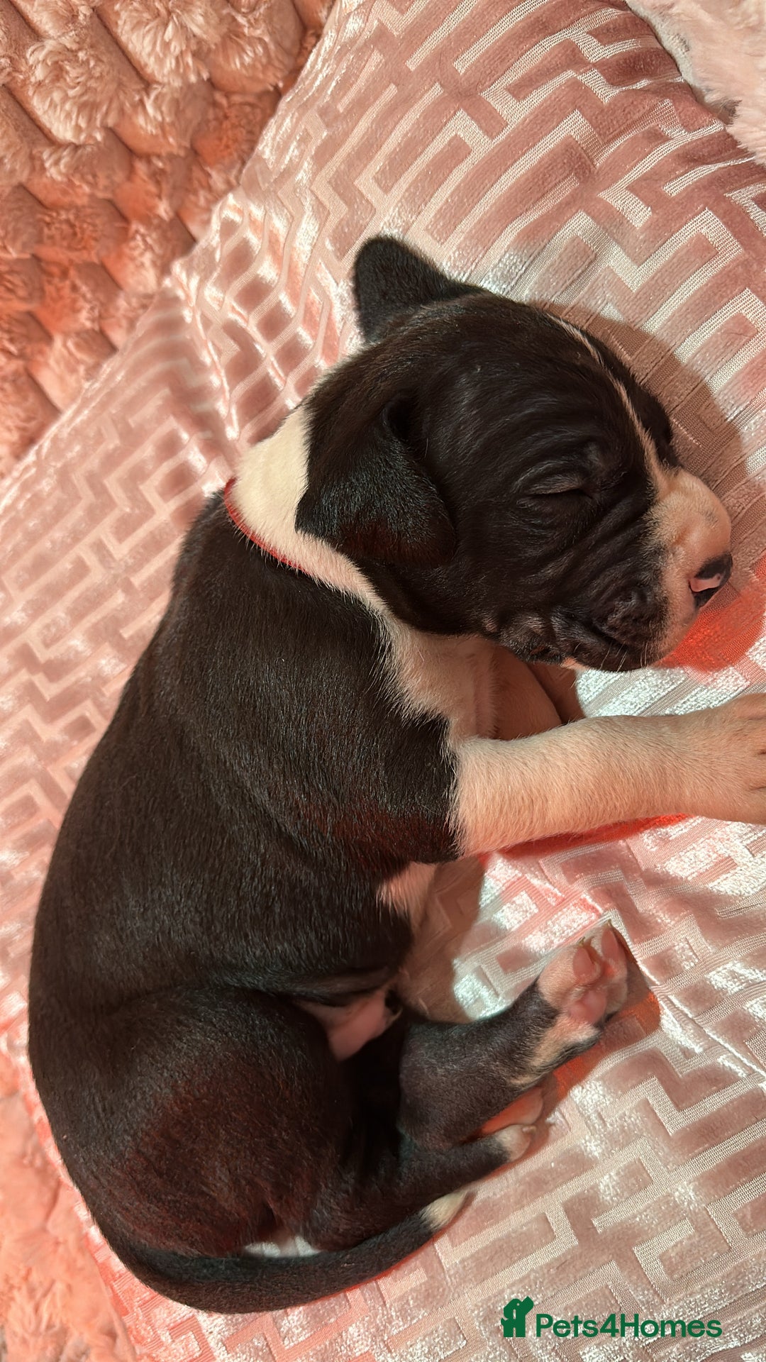 Great Dane dogs for sale: Stunning Great Dane Mantle Puppies - Image 7