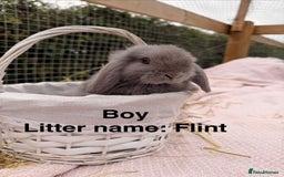 Mini Lop rabbits for sale: Pure mini lops, otters, grey, blue - Image 16