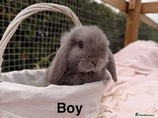 Mini Lop rabbits - Advert 16