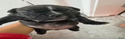 American Bully dogs for sale: **MICRO BULLY PUPPIES *** - Advert 20