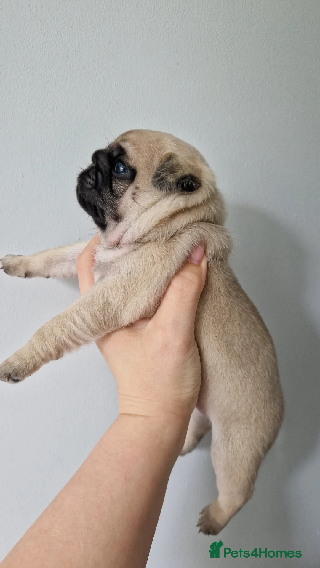 Pug dogs for sale: 2 Adorable pug puppies for sale  - Advert 23