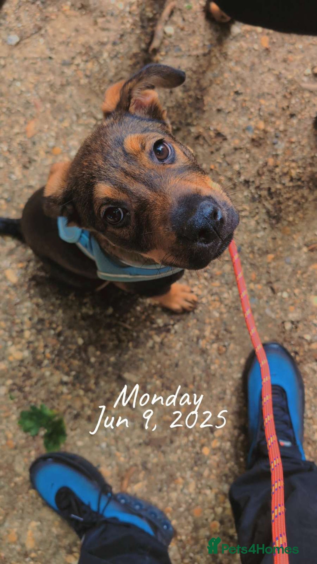 Mixed Breed dogs for sale: 2 Shepweiler Puppies  - Image 6