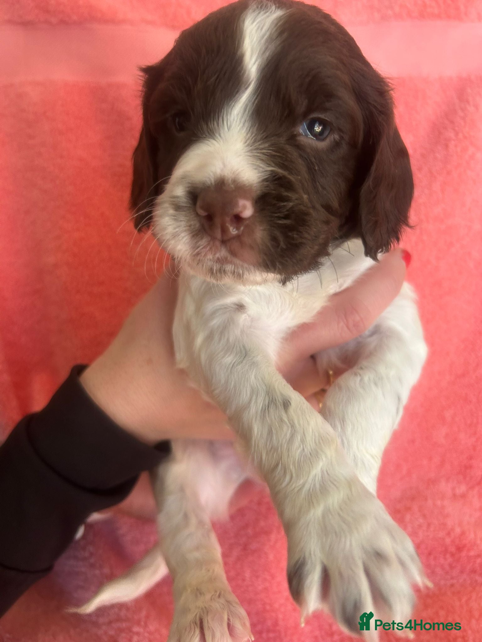 English Springer Spaniel dogs for sale: Stunning, English springer spaniels  - Advert 1