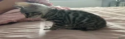 Bengal cats for sale: Two beautiful Bengal Girls  - Advert 3