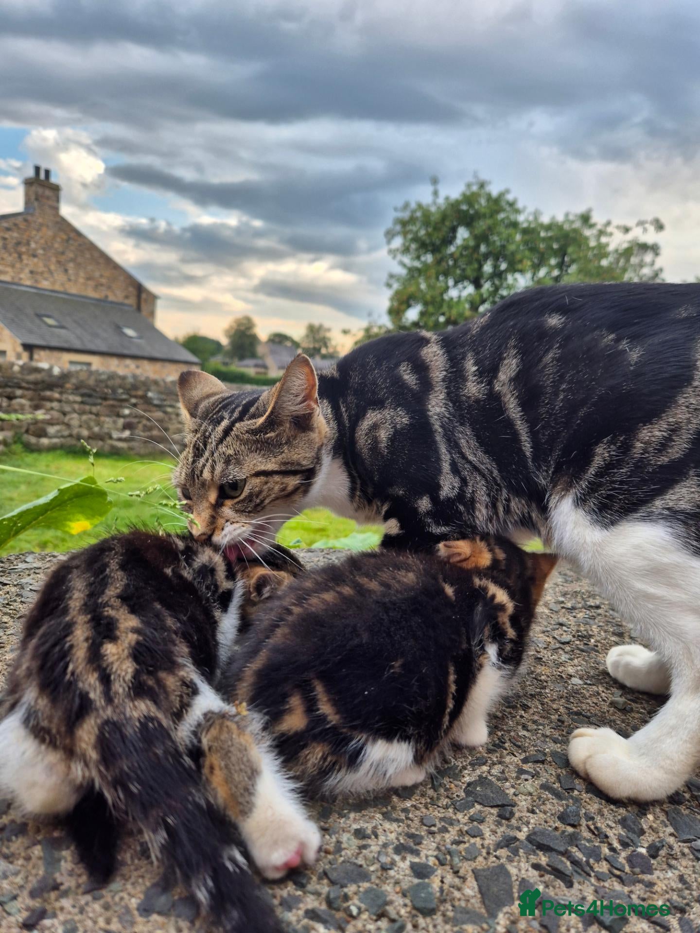 Mixed Breed cats Kittens Ready for loving homes - Advert 9
