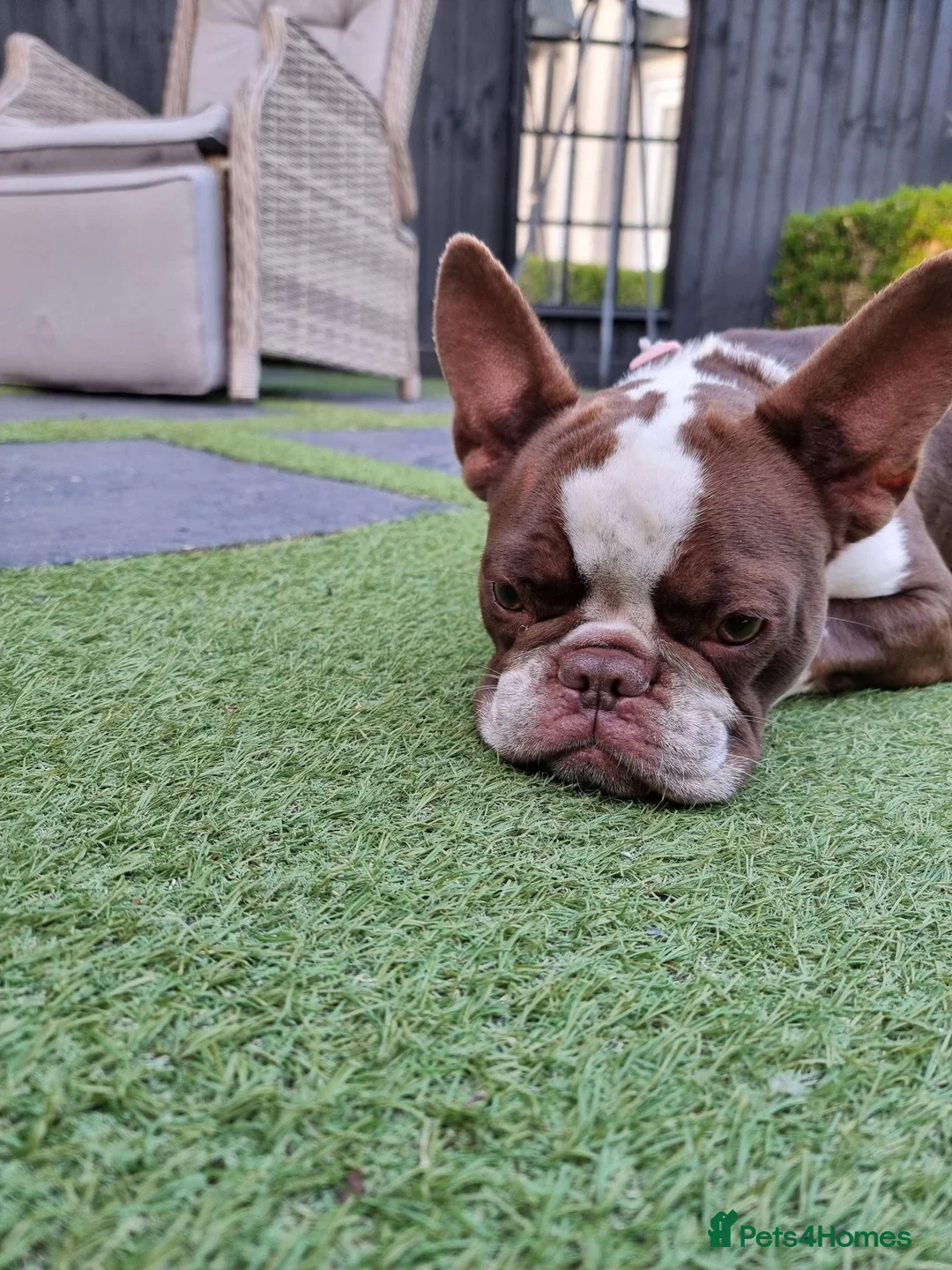 French Bulldog dogs for sale: Loving French bulldog pure breed girl  in Kidlington - Advert 2