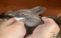Lionhead rabbits for sale: Double mained lionhead rabbits - Image 1