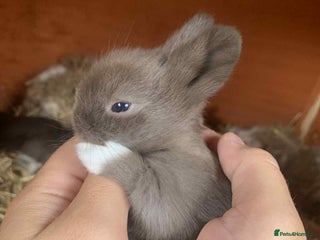 Lionhead rabbits - Advert 10