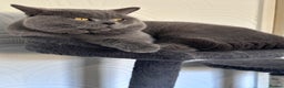 British Shorthair cats for stud: Cat for stunning in Rugby - Advert 6