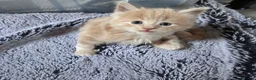 Mixed Breed cats for sale: 3 friendly and fluffy male kittens  - Advert 13