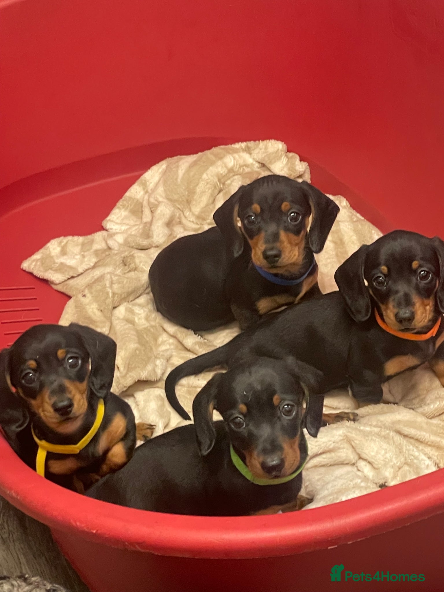 Miniature Dachshund dogs 4 black & tan miniature dachshund puppies. - Advert 6
