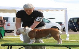 English Bulldog dogs for sale: Show quality english bulldog puppies  - Image 9