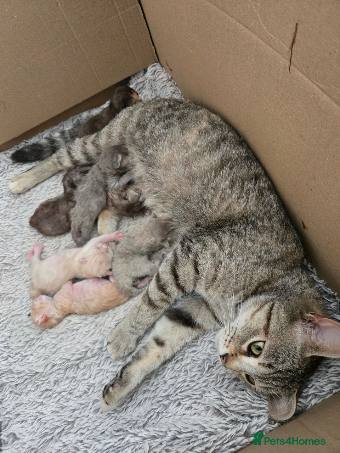 Mixed Breed cats for sale: Beautiful mixed breed kittens  - Advert 2