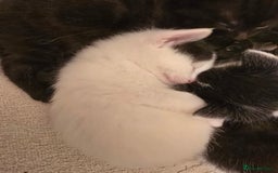 Domestic Shorthair cats for sale: 3 babies looking for forever homes  - Image 2