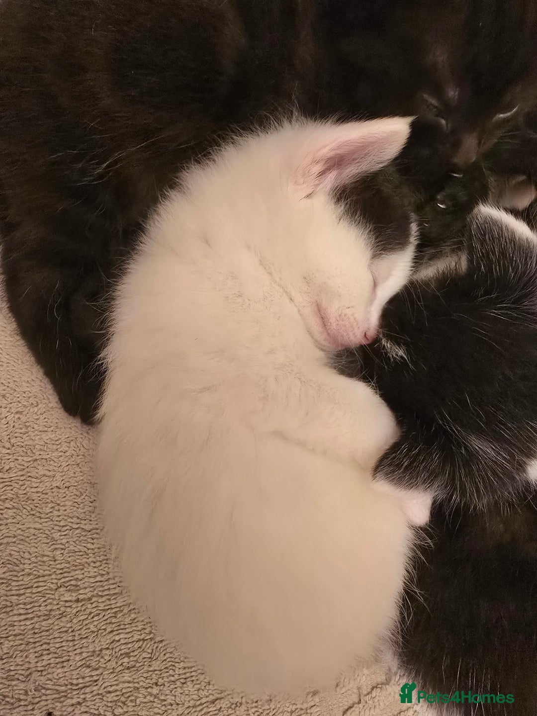 Domestic Shorthair cats for sale: 3 babies looking for forever homes  - Image 2