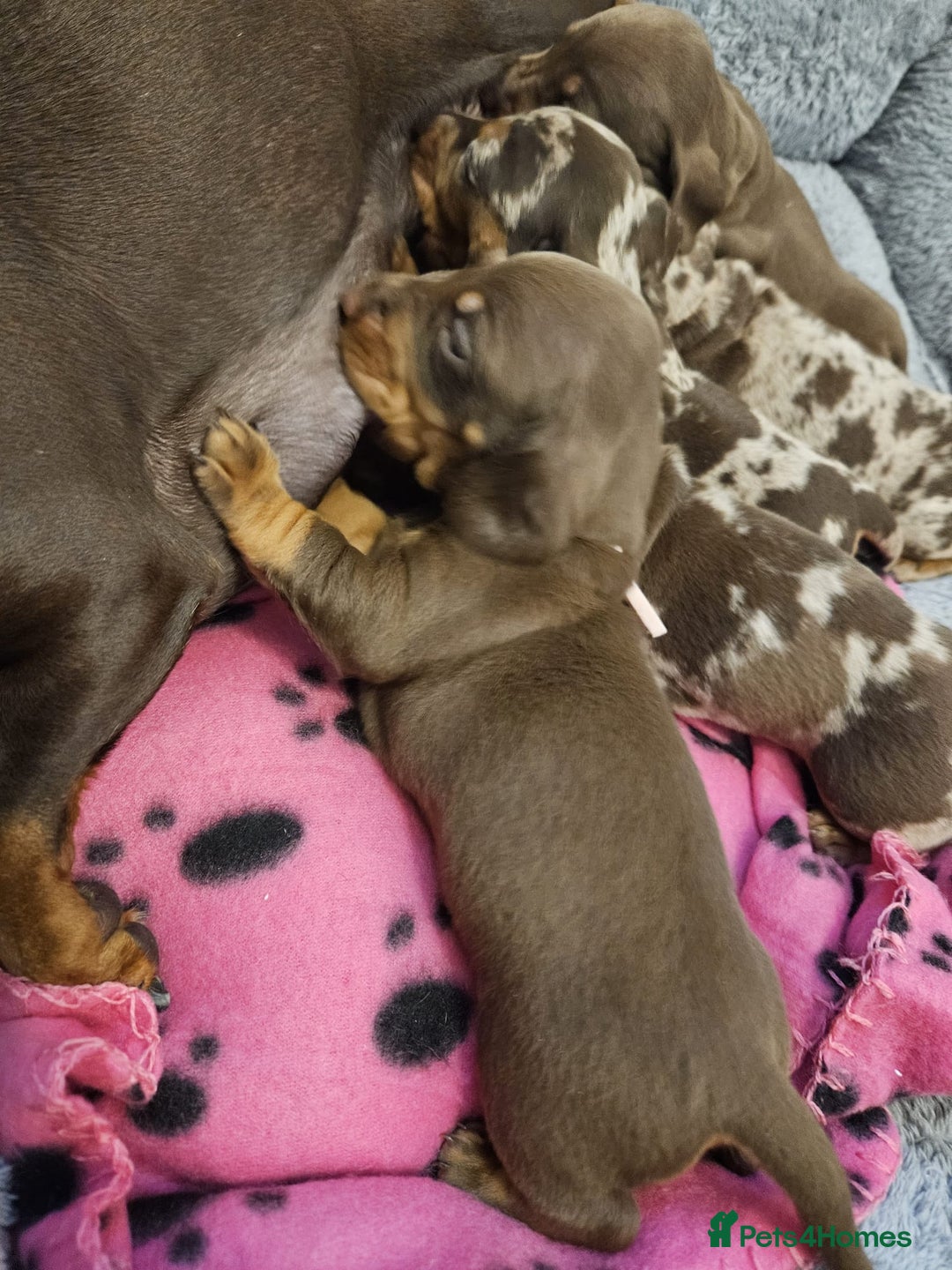 Miniature Dachshund dogs for sale: Miniature Dachshund Puppies  - Image 3