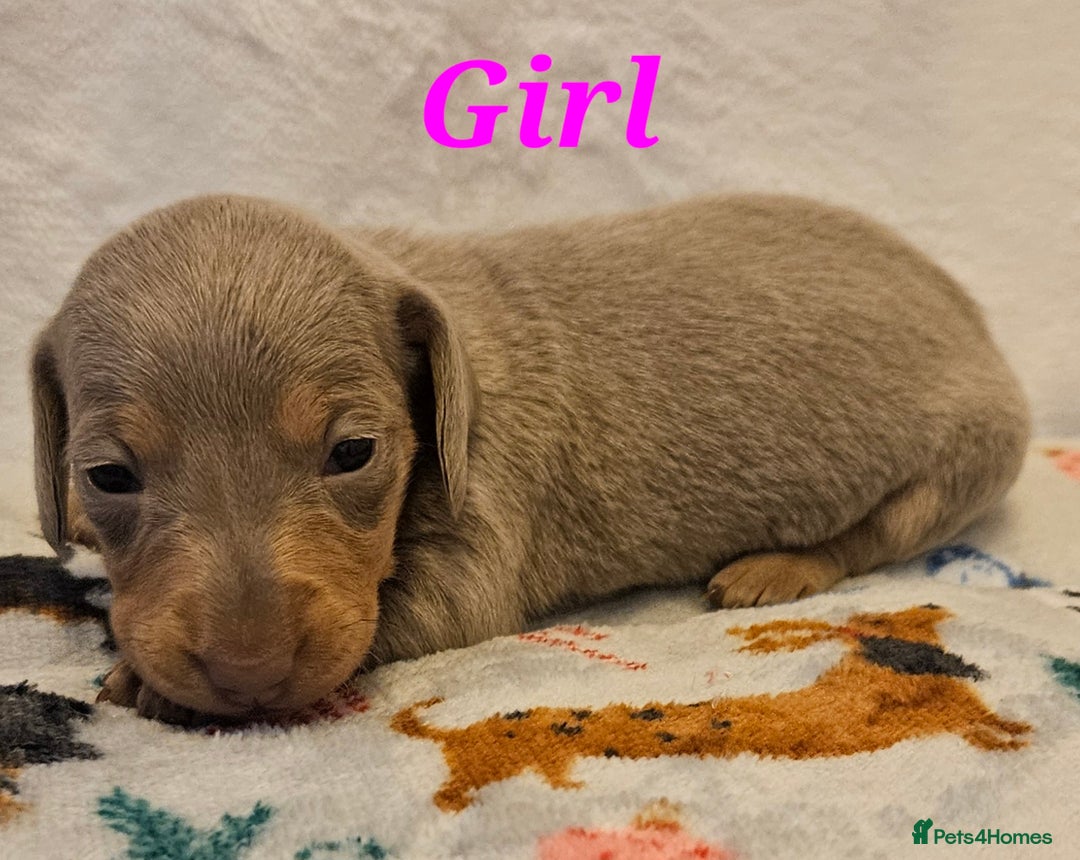 Miniature Dachshund dogs for sale: Beautiful kc miniature Dachshund puppies  - Advert 10