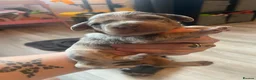Mixed Breed dogs for sale: Dachshund hybrid puppies 🩷🩵 LAST ONE AVAILABLE  - Advert 37