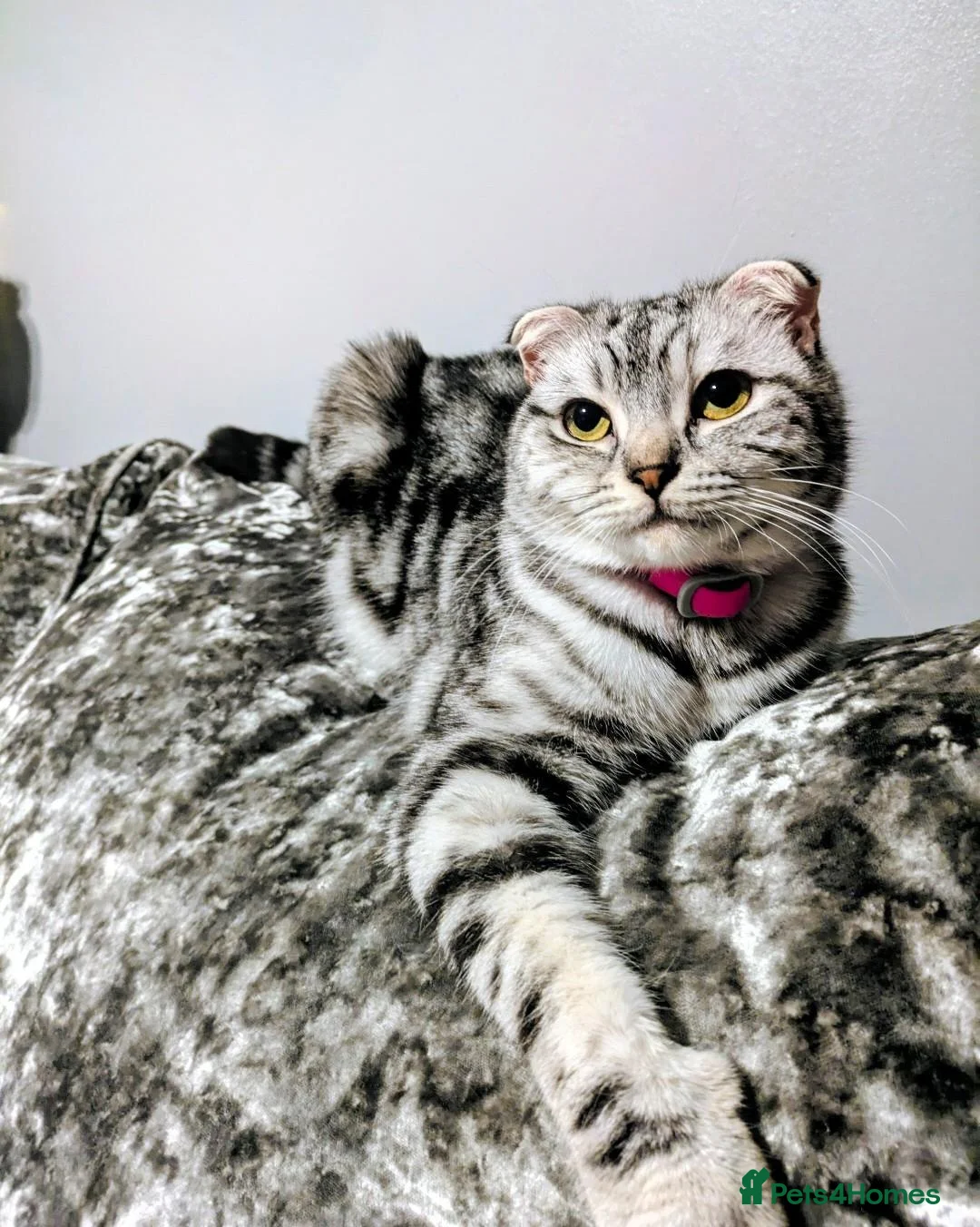 Scottish Fold cats for sale: 🩵🩷Scottish fold babies ready to leave now🩷🩵 - Advert 2